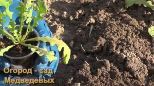 Выращивание Статицы от посева семян до цветения