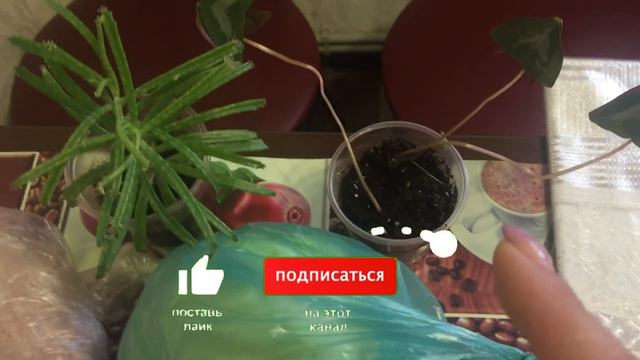 Поздравляю сестру/закупка/сбор клубники/влог смотреть онлайн