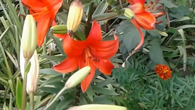 Лилия Красный Круг Lily Red Circle смотреть онлайн