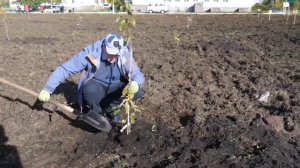 Не сажайте яблоню, пока не посмотрите это видео! Эксперт показывает как правильно сажать яблоню