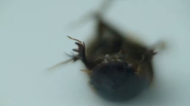 Sony hx1 HD video (macro testing) смотреть онлайн