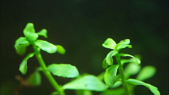 #Тестовый_аквариум_10L Питательная подложка биогумус. Месяц после запуска. смотреть онлайн