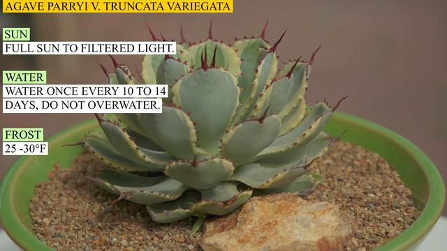 Agave parryi v truncata variegata смотреть онлайн
