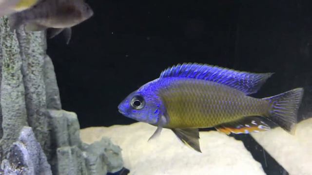 Protomelas Fenestratus Taiwan / Taiwan Reef &Aulonocara Maleri Maleri &Lethrinops Marginatus Red Fi