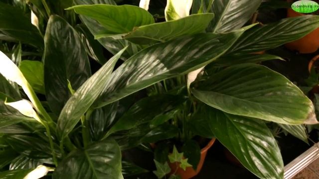 КОГДА ЗАЦВЕТЁТ МОЛОДОЙ СПАТИФИЛЛУМ В ПЕРВЫЙ РАЗ?#spatifillum #спатифиллум_антуриум #oldenburgru#26 смотреть онлайн