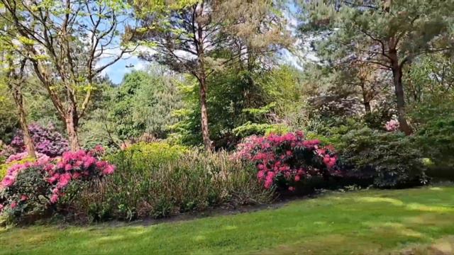part 1. Different kinds/varieties of Rhododendrons #rhododendron #flowers #plants #nature смотреть онлайн