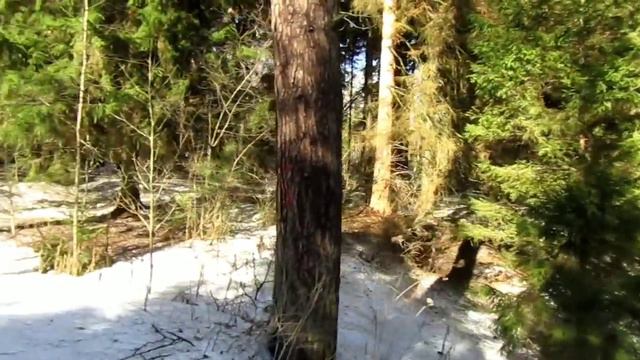 БИЙКА - МОЛОДЕЦ ‼️❤️🐿️🌲 смотреть онлайн