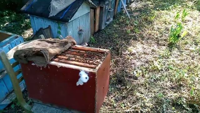 Пересадка роев с маршрута 1 смотреть онлайн