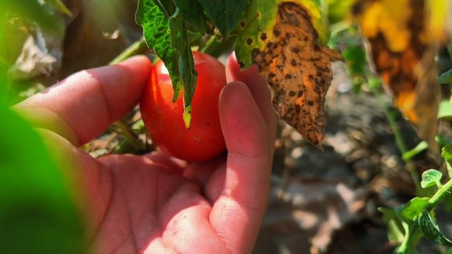 Сельская жизнь на Тамбовщине - урожай помидоров в этом году