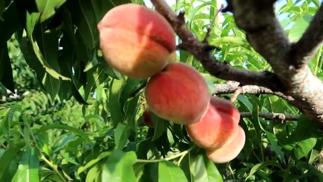 СОБИРАЕМ УРОЖАЙ ?НА ДАЧЕ У РОДИТЕЛЕЙ смотреть онлайн