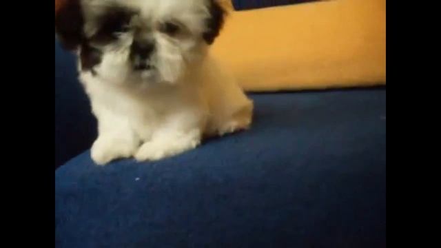 Ши-тцу.очень смешные собачки (5) смотреть онлайн
