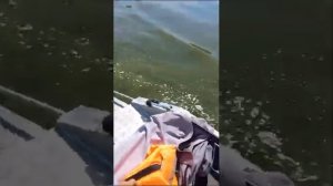 работа лодочного мотора хонда BF 20