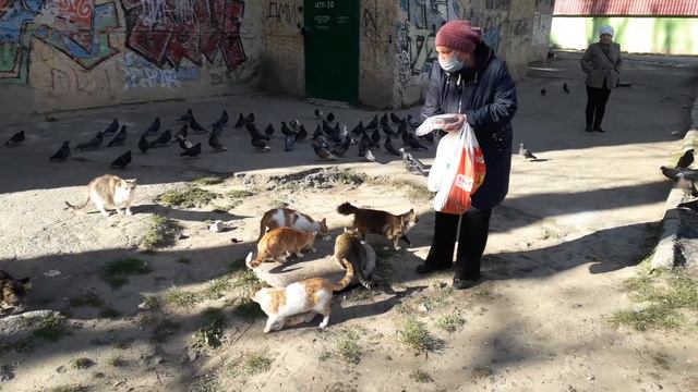 Женщина кормит и котов и голубей. Одесса смотреть онлайн