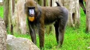 Мандрил - интересные факты