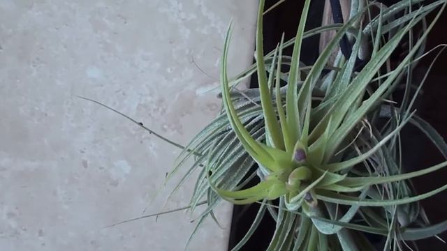 Минутка новогоднего волшебства.