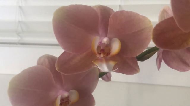 TAISUCO PHALAENOPSIS ORCHIDS/ INDOOR PLANTS смотреть онлайн
