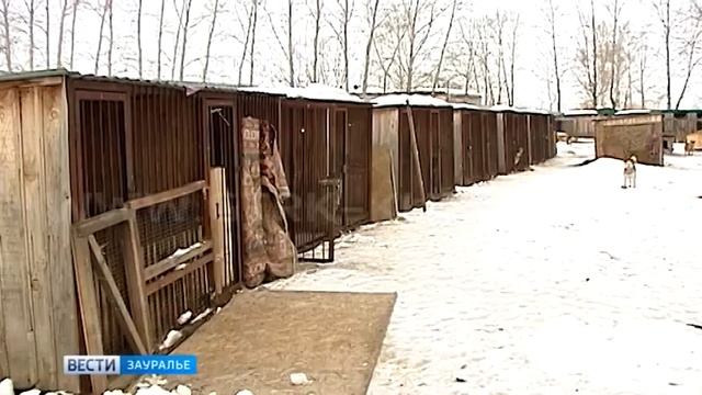 Дачники заканчивают сезон и бросают на произвол судьбы собак и кошек смотреть онлайн