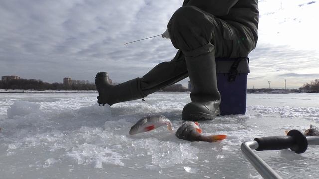 Клёв окуня на Химкинском водохранилище. Рыбалка с Сергеем 07.03.2019 г. смотреть онлайн