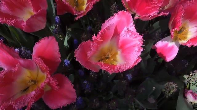 Сад тюльпанов Keukenhof, Нидерланды