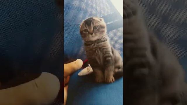 скаро уже будет пасха#котик смотреть онлайн