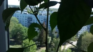 Острый перец на подоконнике цветёт . Опыление