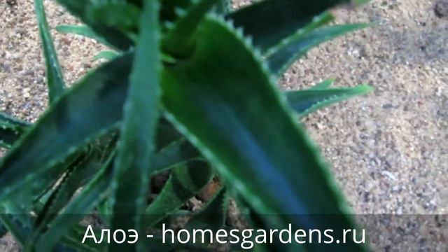 Алоэ во всей красе смотреть онлайн