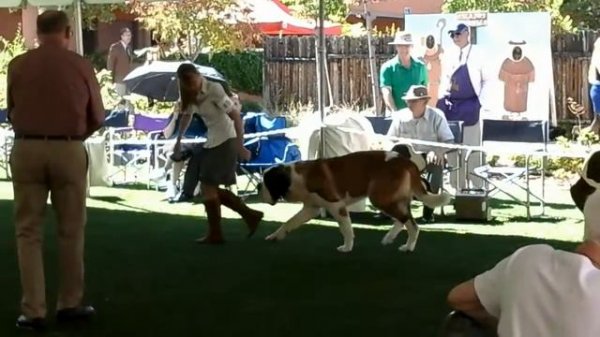 Saint Bernard Show