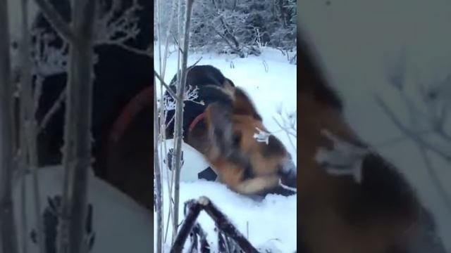 Овчарка в снегу смотреть онлайн