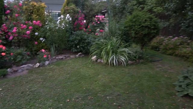 Этапы подготовки роз к зиме смотреть онлайн