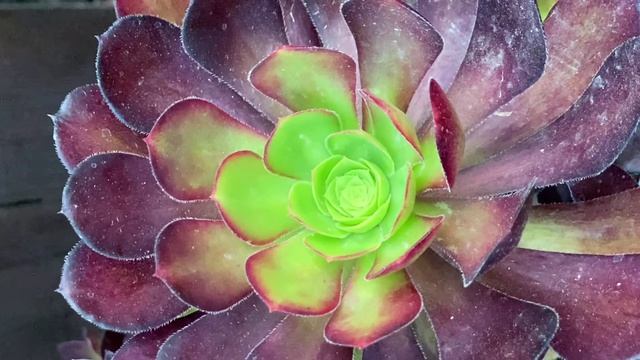 Aeonium Arboreum Var. Atropurpureum Succulent Type