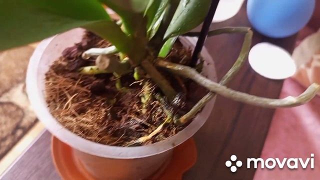 28.09.2023.ПЕРВЫЙ ПОЛИВ ОРХИДЕЙКИ,,ЛАС ВЕГАС,,!!!