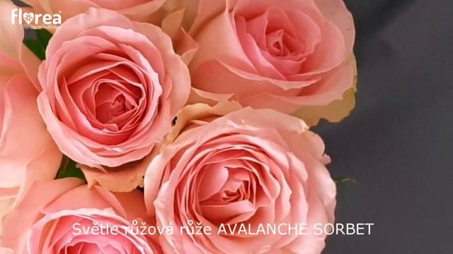 Světle růžová růže AVALANCHE SORBET - Florea.cz смотреть онлайн