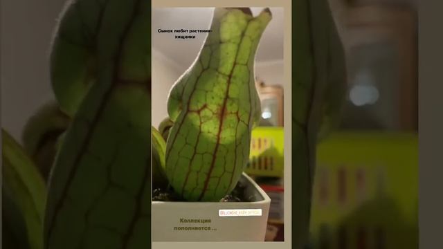 Саррацения, сынок-блогер , растения-хищники смотреть онлайн