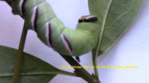 Как Вырастить Гусеницу Бражника Дома? Рогатые Гусеницы Слоны на Прогулке.   Сиреневый Бражник.