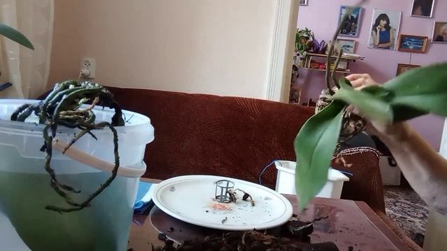 14 сентября 2023 г. Клумба из орхидей и зародыши огурцов... смотреть онлайн