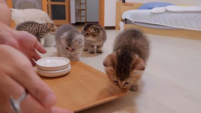 A gluttonous kitten will refuse with all his might if you try to clean up the dishes. смотреть онлайн