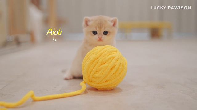 LOL! Yarn Confused the Kittens 😂 смотреть онлайн