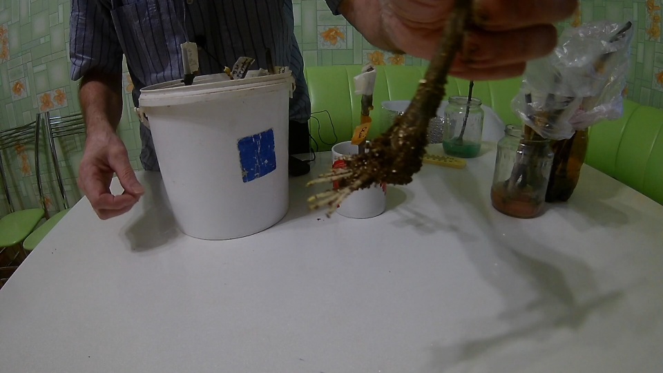 Как вырастить виноград из черенков.Проращивание черенков винограда в домашних условиях смотреть онлайн