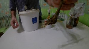 Как вырастить виноград из черенков.Проращивание черенков винограда в домашних условиях