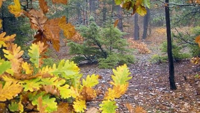 «Грустное восхищение осенней порой» (СДК Забойский) смотреть онлайн