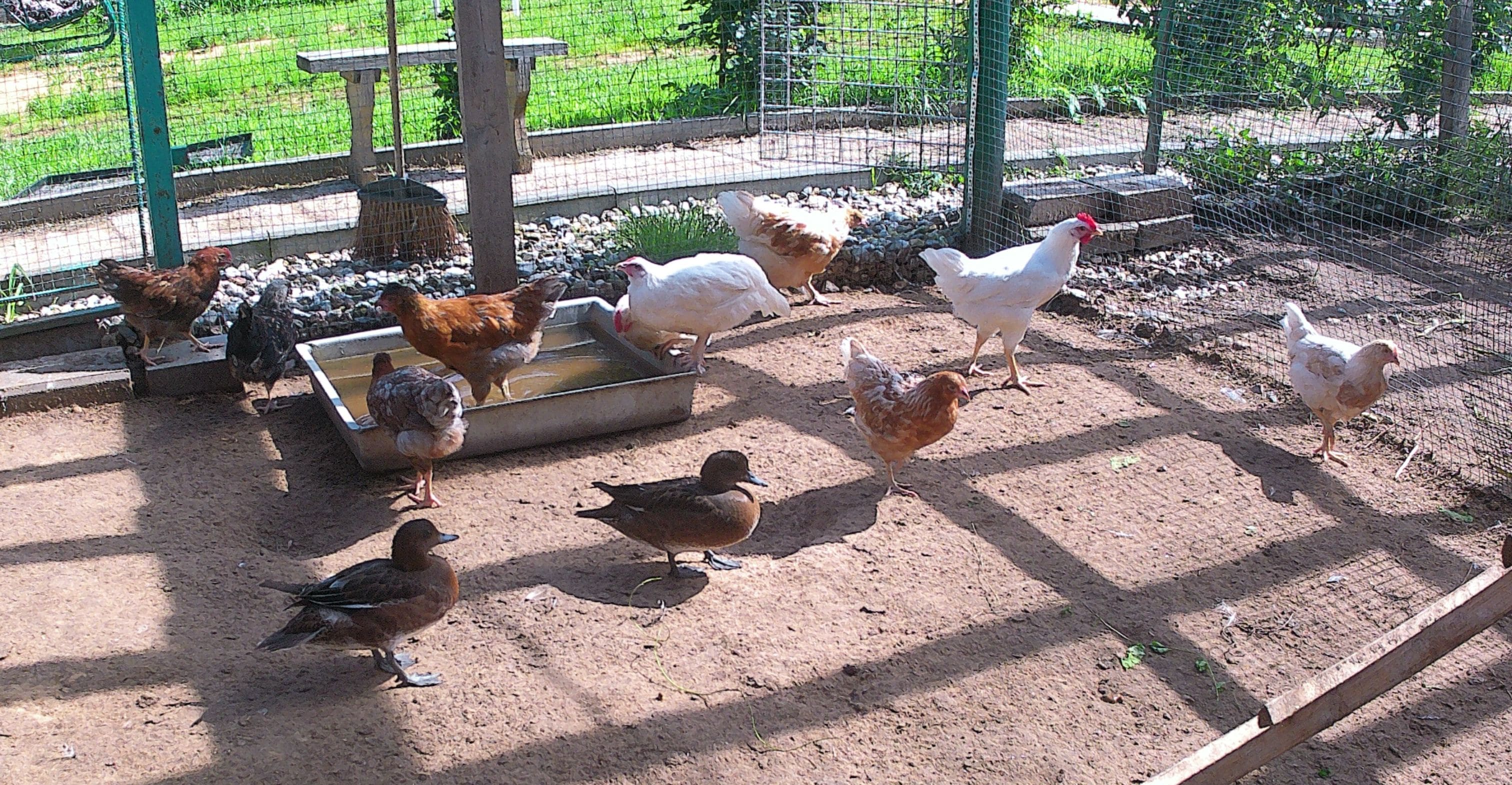 Новый вольер для молодняка. смотреть онлайн