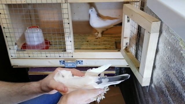 Ленинаканские голуби из питомника Сергея ! Пополнение в моей голубятне! Голуби Армении. #pigeon# смотреть онлайн
