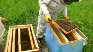 Пересадка роя из ловушки № 10 в улей №7.