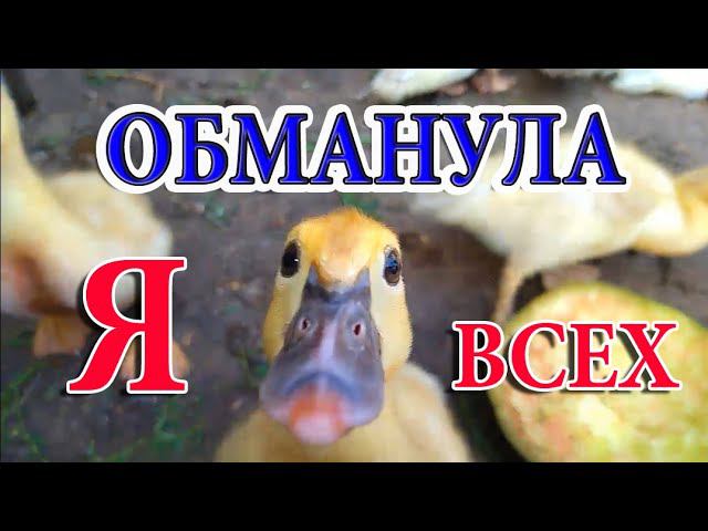 Квочка бросила кладку. ОБЗОР ВСЕГО ХОЗЯЙСТВА . Мускусные и руанские утки. смотреть онлайн