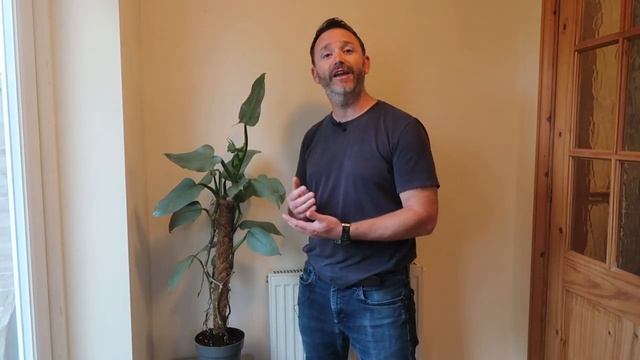 Philodendron Silver Queen Species Guide and Repot ~ Hastatum Silver Sword смотреть онлайн