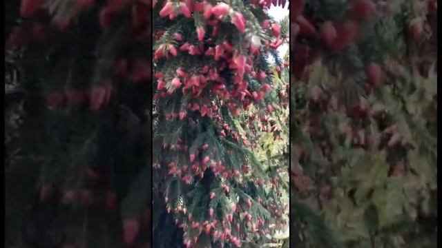 Чудо на Пасху, елка зацвела красными шишками смотреть онлайн