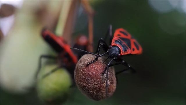 Pyrrhocoris apterus eating/Клоп-солдатик ест. смотреть онлайн