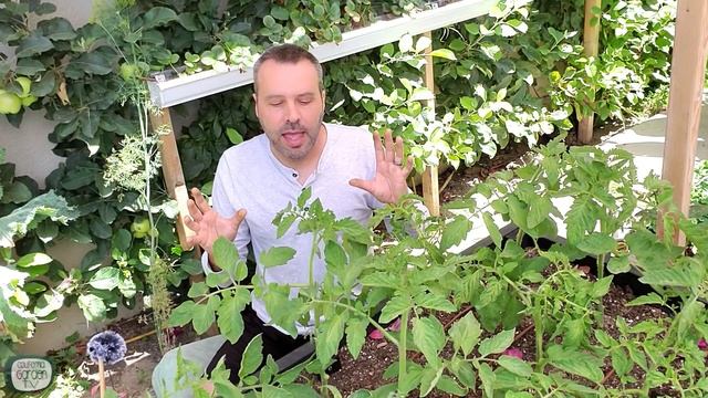 How to Prune Tomato Plants for More Fruit & Less Leaves. Plus How to Trellis Tomatoes. смотреть онлайн