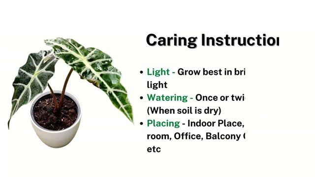 Alocasia Black Plant смотреть онлайн