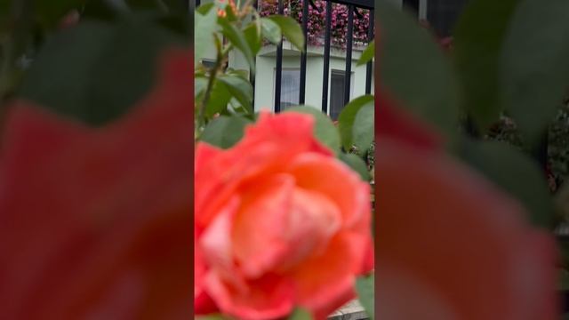 Не дари мне бордовые розы … смотреть онлайн